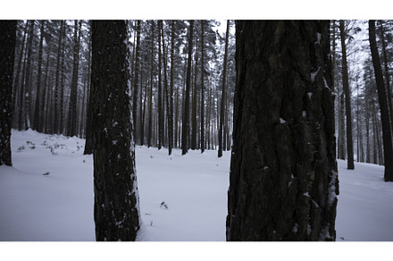 Beautiful view in winter forest in, a Nature Photo by Media Whale Stock
