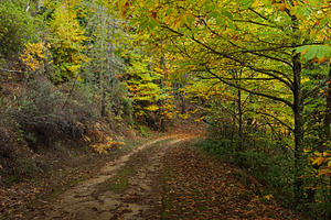 Winding path through autumn forest w, a Nature Photo by Perpis