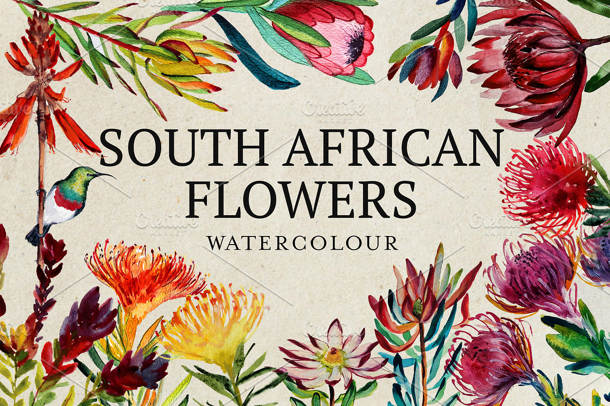 South African Flowers, a Decorative Illustration by Karliefie (Photo 1 of 5)