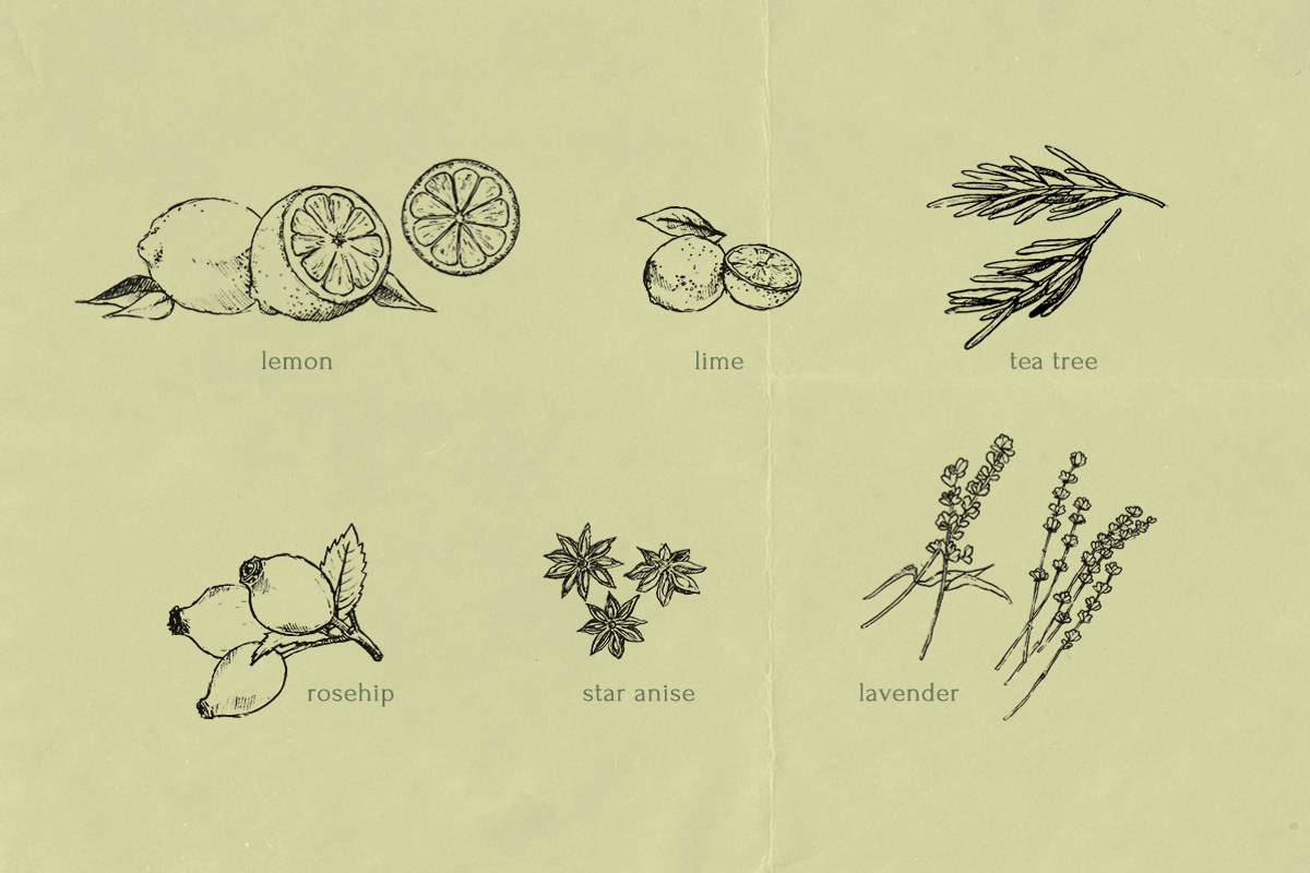 Pencil Drawing Culinary Herbs, an Illustration by elpple (Photo 4 of 6)