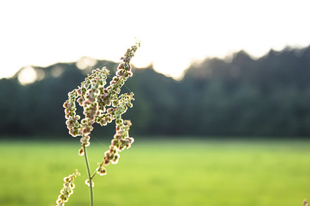 Flourishing Grass preview 5