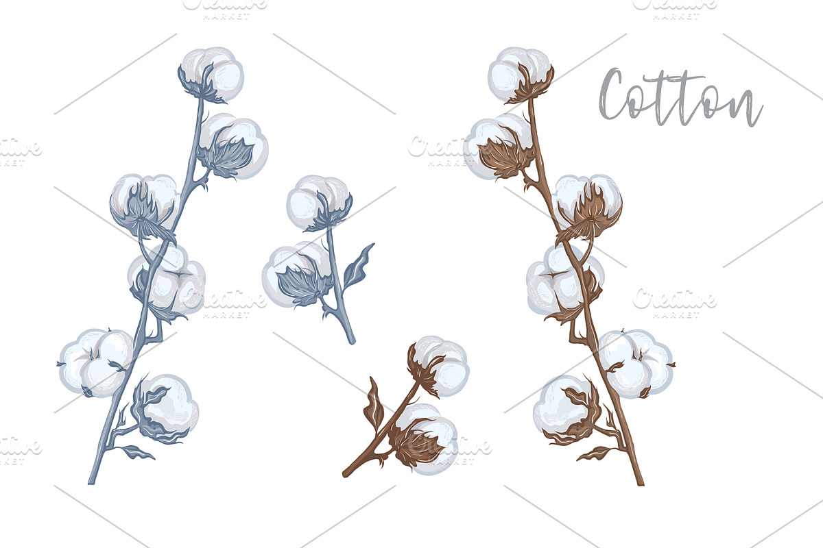 The branches of cotton, a Decorative Illustration by El Design (Photo 1 of 5)