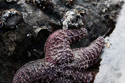 Starfish Hybrid