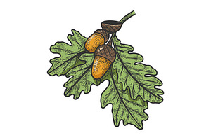 Oak Branch With Acorns Sketch Vector