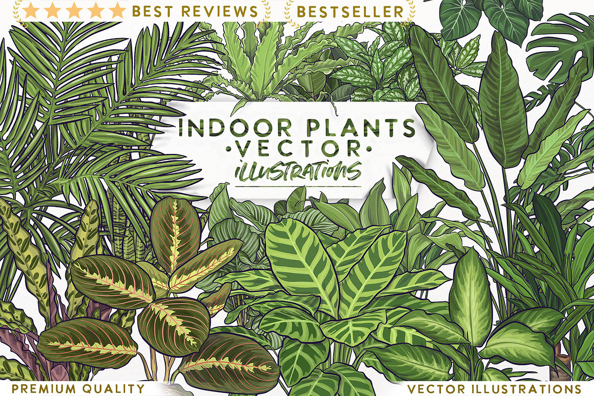 Indoor Plants VECTOR illustrations, a Seasonal Illustration by Natalka Dmitrova art (Photo 1 of 16)