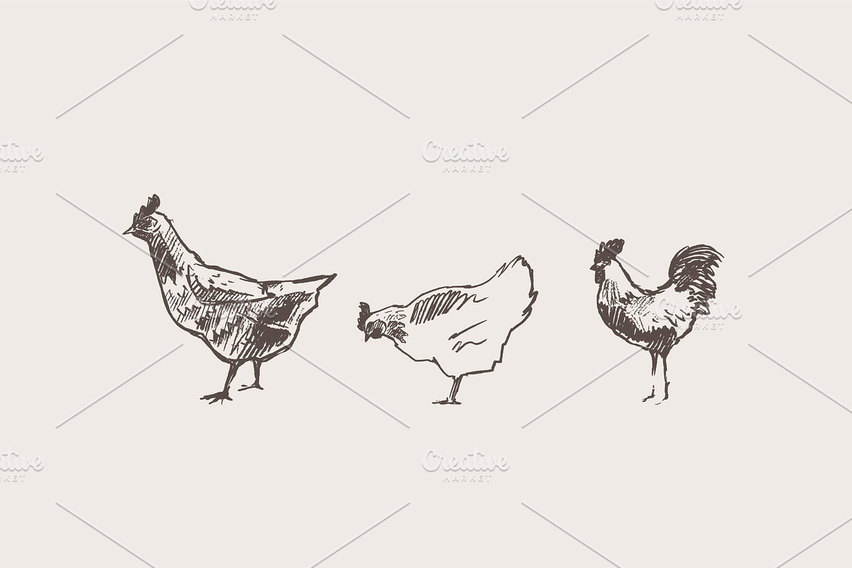 Set of a hand drawn chickens, an Animal Illustration by TheMountBirdStudio (Photo 5 of 5)