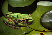 Frog in a pond photograph, a Nature Photo by alex aitken (Thumbnail 2 of 2)