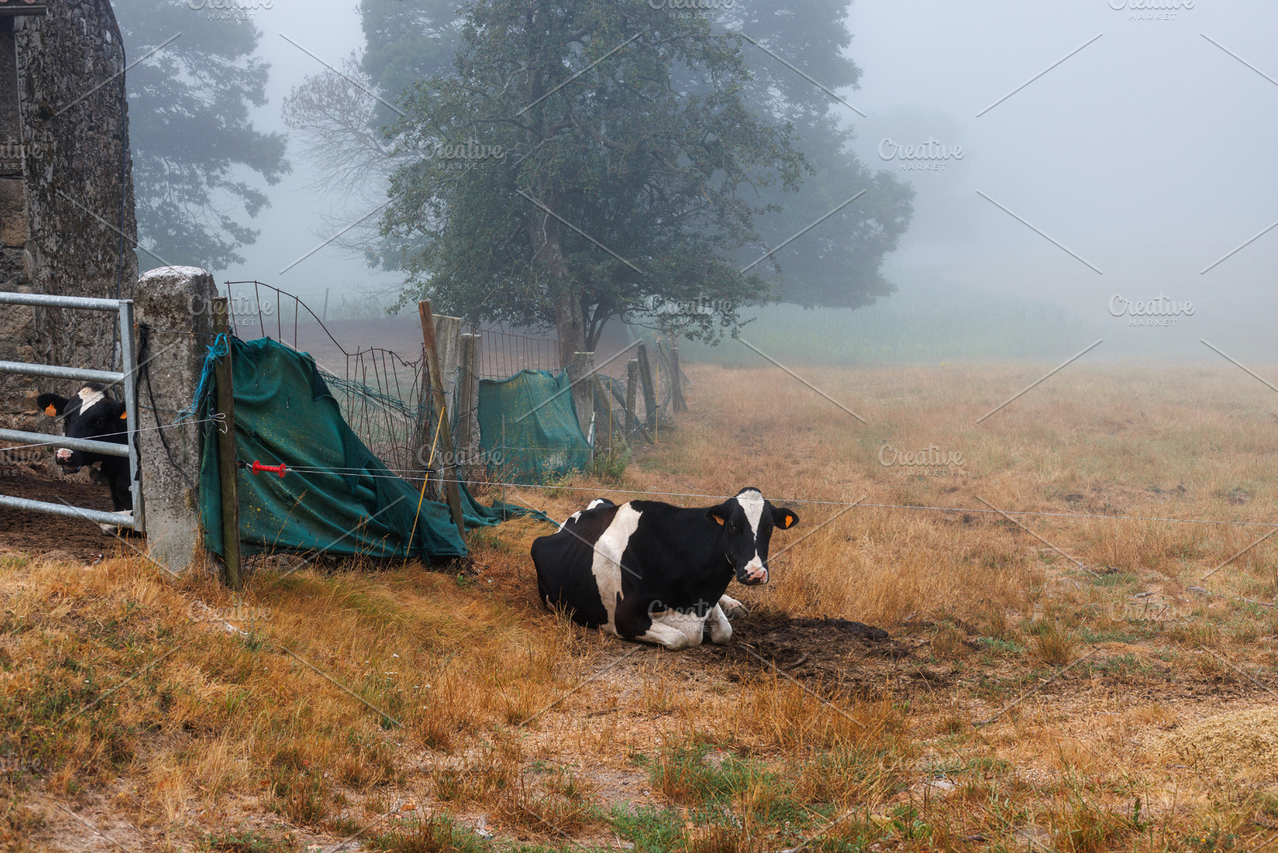 Cows in a Foggy Pasture along the Camino Primitivo, Spain, an Animal Photo by Bepslabor