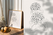 Hydrangea. Pencil and watercolor, an Illustration by Tilling (Thumbnail 3 of 5)