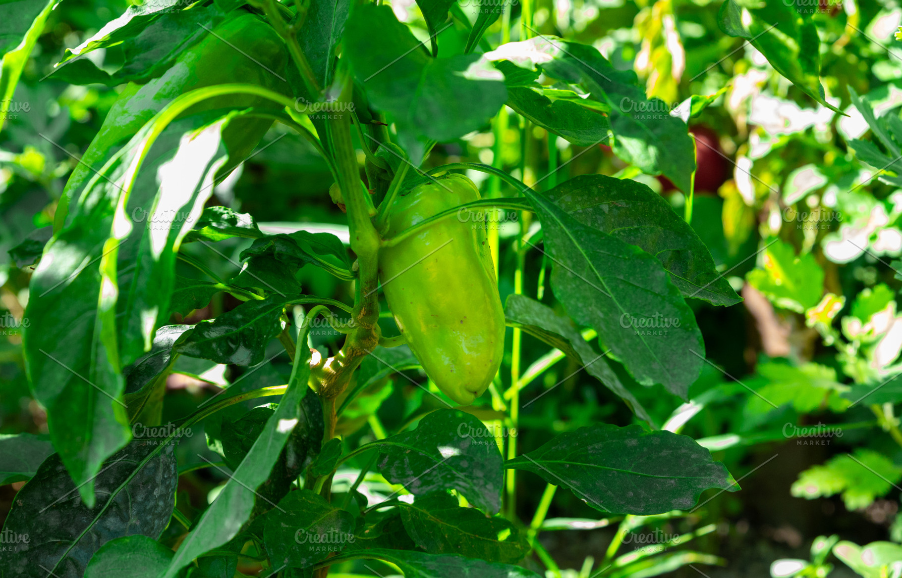 Green Pepper Growing on Plant, a Food & Drink Photo by Ales Munt