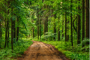 Empty Lane, Path, Way in summer, a Nature Photo by Our Amazing World