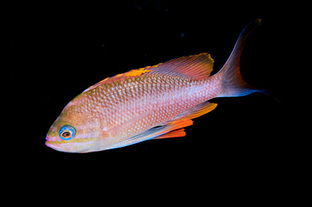 Underwater picture of anthias fishes, an Animal Photo by A. Martín UW Photography