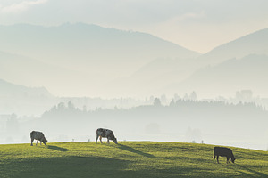 Beautiful landscape with cows stock photo containing landscape and meadow