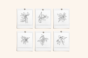 Botanical Sketch Vector Illustration, a Decorative Illustration by Emma Webb Studio (Thumbnail 6 of 7)