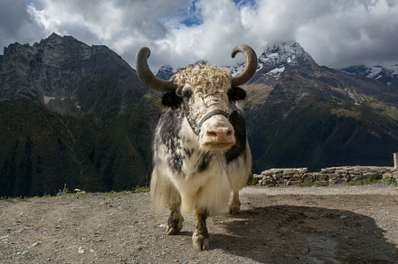 Yak on the background of the Caucasus mountains, an Animal Photo by Okssi68