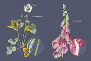 Vintage Flower Illustrations Bundle, an Illustration by Greta Ivy (Thumbnail 52 of 62)