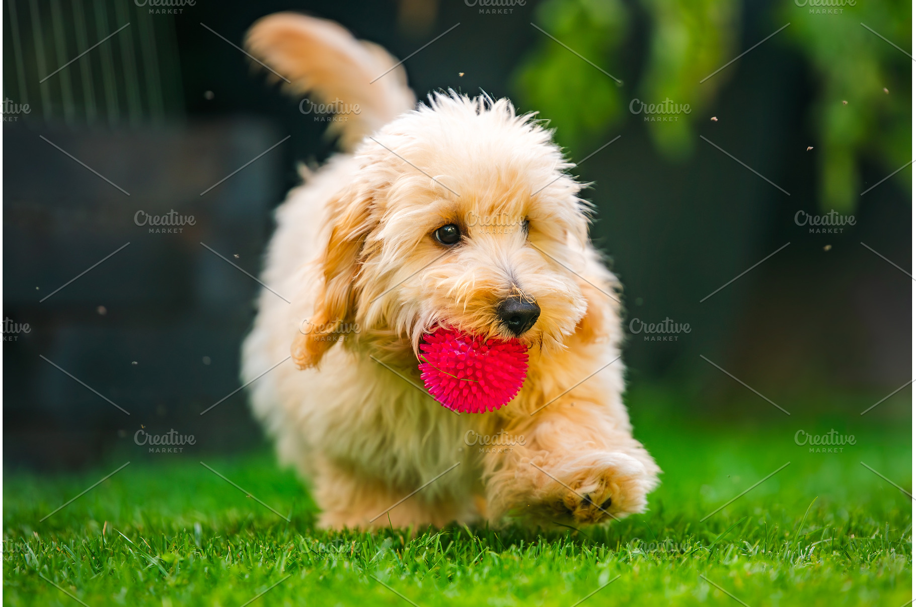 Adorable fluffy Maltipoo puppy, an Animal Photo by MadPhotos
