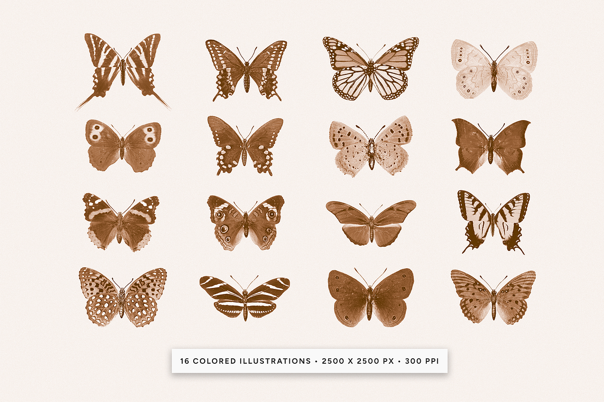 Vintage Butterflies Illustrations, an Animal Illustration by MargauxQuercy (Photo 2 of 7)