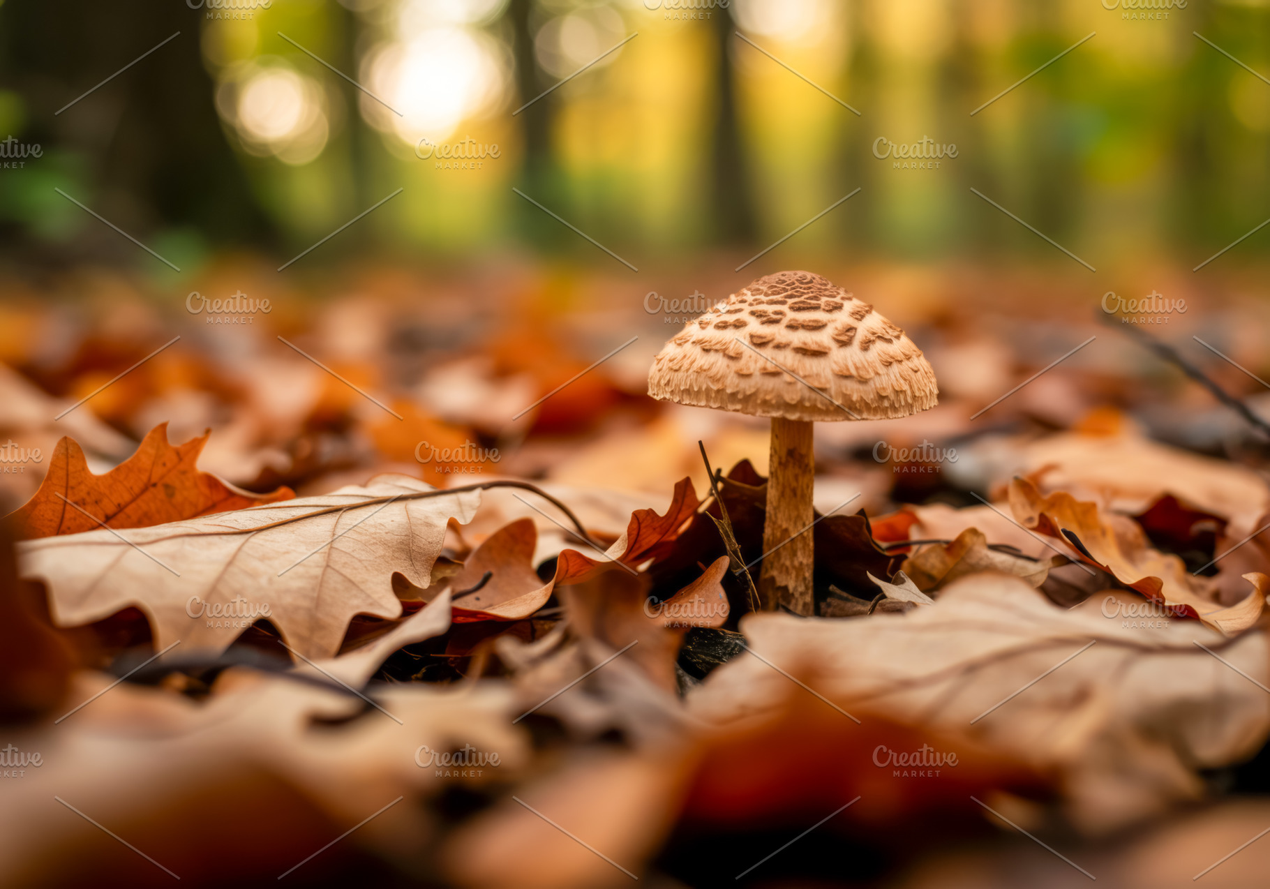 Mushroom growing among dry autumn le, a Nature Photo by professorinc