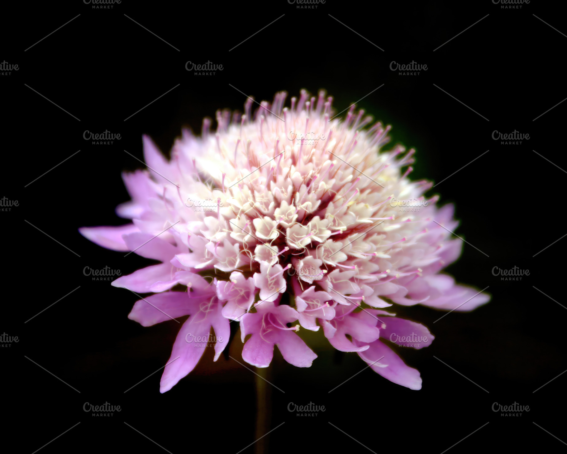 Delicate pincushion flower blooming on a black background, an Abstract Photo by Antonio Gravante Market