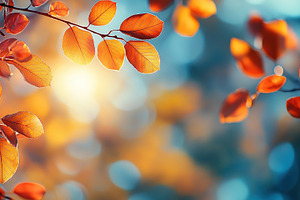 Orange leaves on tree branch in autumn city park with sunrays, a Nature Photo by AlyaAnd