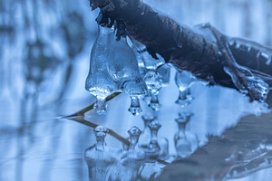 Icicle Formations On A Branch Of A