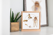 Cicada Life Cycle Clip Arts & Prints, an Education Illustration by Tati Bordiu (Thumbnail 4 of 4)
