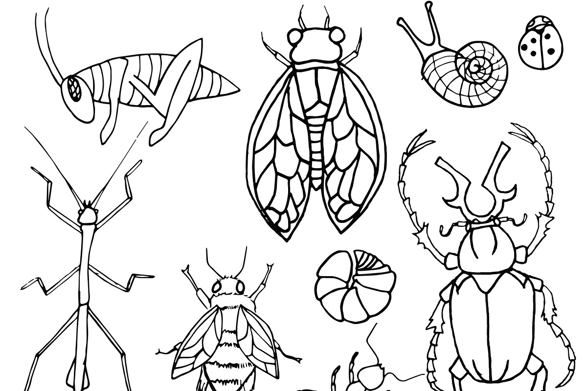 Insects, an Illustration by Valeri Nick