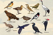 Beautiful Birds., an Animal Illustration by Sweet_print (Thumbnail 3 of 3)