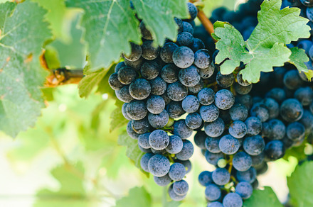Closeup of fresh grape vineyard, a Background Photo by hitdelight