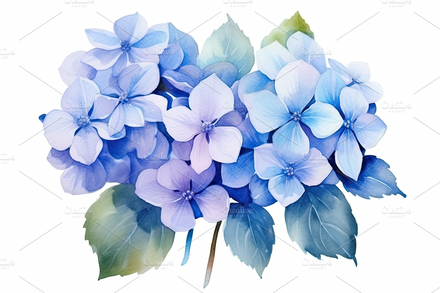 Blue hydrangea flowers isolated on w, a Photo by Iftikhar Alam