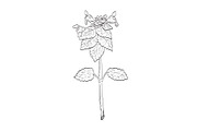 Purple Dead-Nettle Plant Drawing SVG, an Object Illustration by patrimonio (Thumbnail 1 of 3)