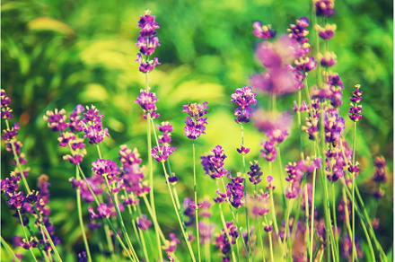 Blooming lavender in the garden, a Nature Photo by yanadjana