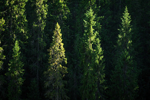 Tree line featuring line, tree line, and treeline
