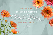 Coral Mums -Realistic Flowers, an Object Graphic by Turning Moss (Thumbnail 1 of 5)