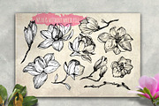Magnolia flowers. Engraving style., a Decorative Illustration by Alena Kaz (Thumbnail 2 of 12)