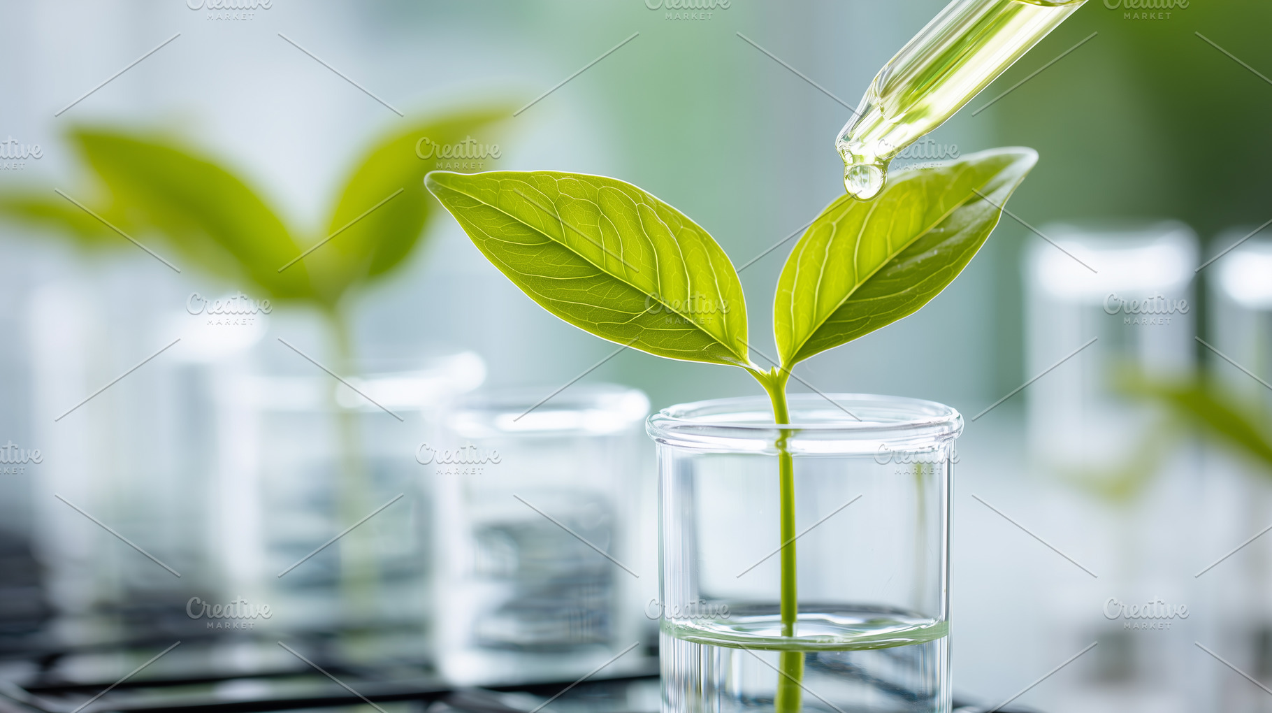 Close up of a green plant in a lab, a School & Education Photo by MistyDay