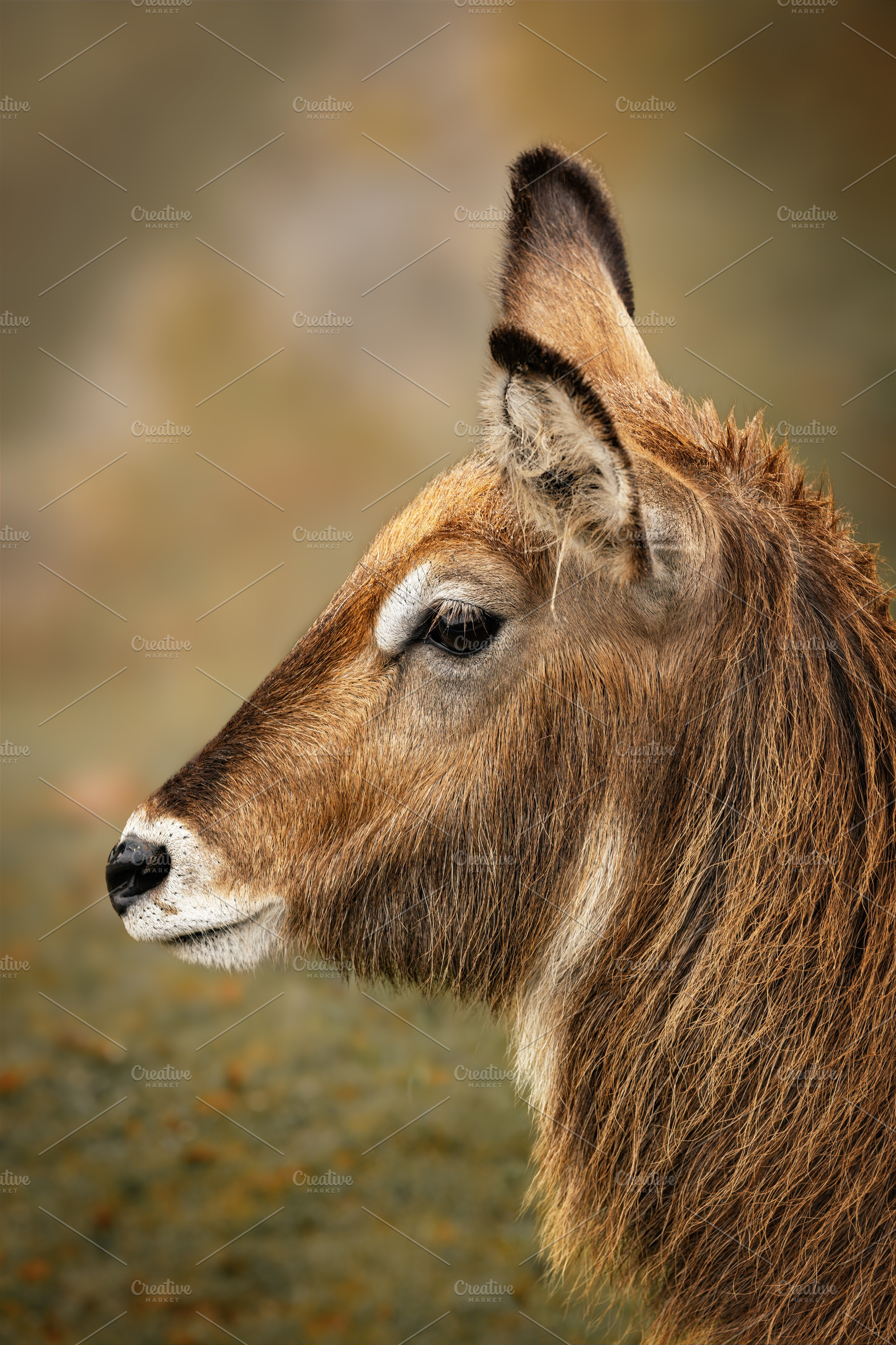 African water koovo in its natural h, an Animal Photo by Perpis