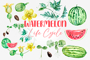 Watermelon Life Cycle Poster/Clipart, an Education Illustration by Tati Bordiu (Thumbnail 1 of 5)