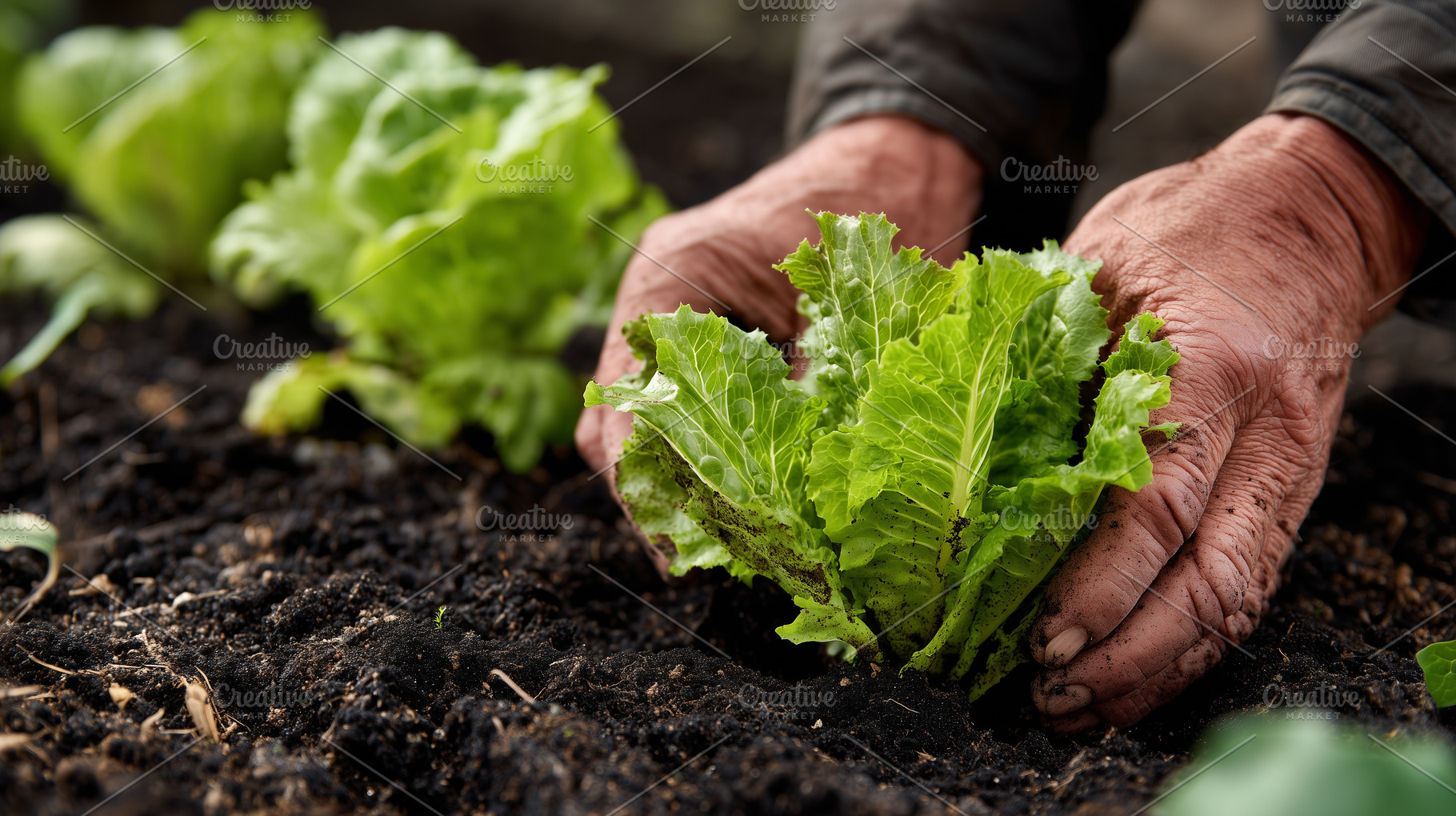 Farmer's hands carefully plant green, a Nature Photo by MistyDay