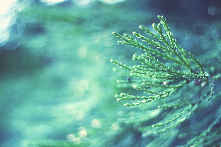 Pine tree featuring pine, green, and nature