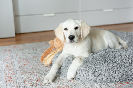 A puppy of a golden retriever is resting in a dog bed., an Animal Photo by Olena Rudo