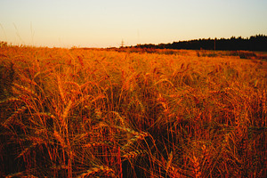 Wheat Field at Sunset
