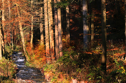 Mountain river containing autumn, beautiful, and nature