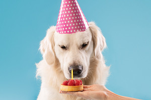 Cute golden retriever dog in party hat celebrating birthday, female owner givin, a Photo by Prostock-Studio