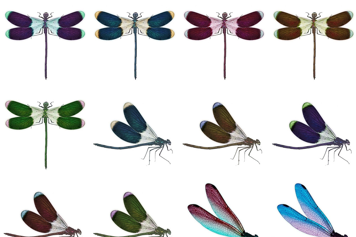 Watercolor Dragonflies Clip Art, an Illustration by Kandace Lalo Designs (Photo 3 of 6)