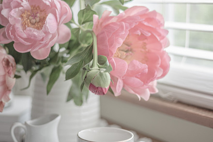 Peonies in Pink