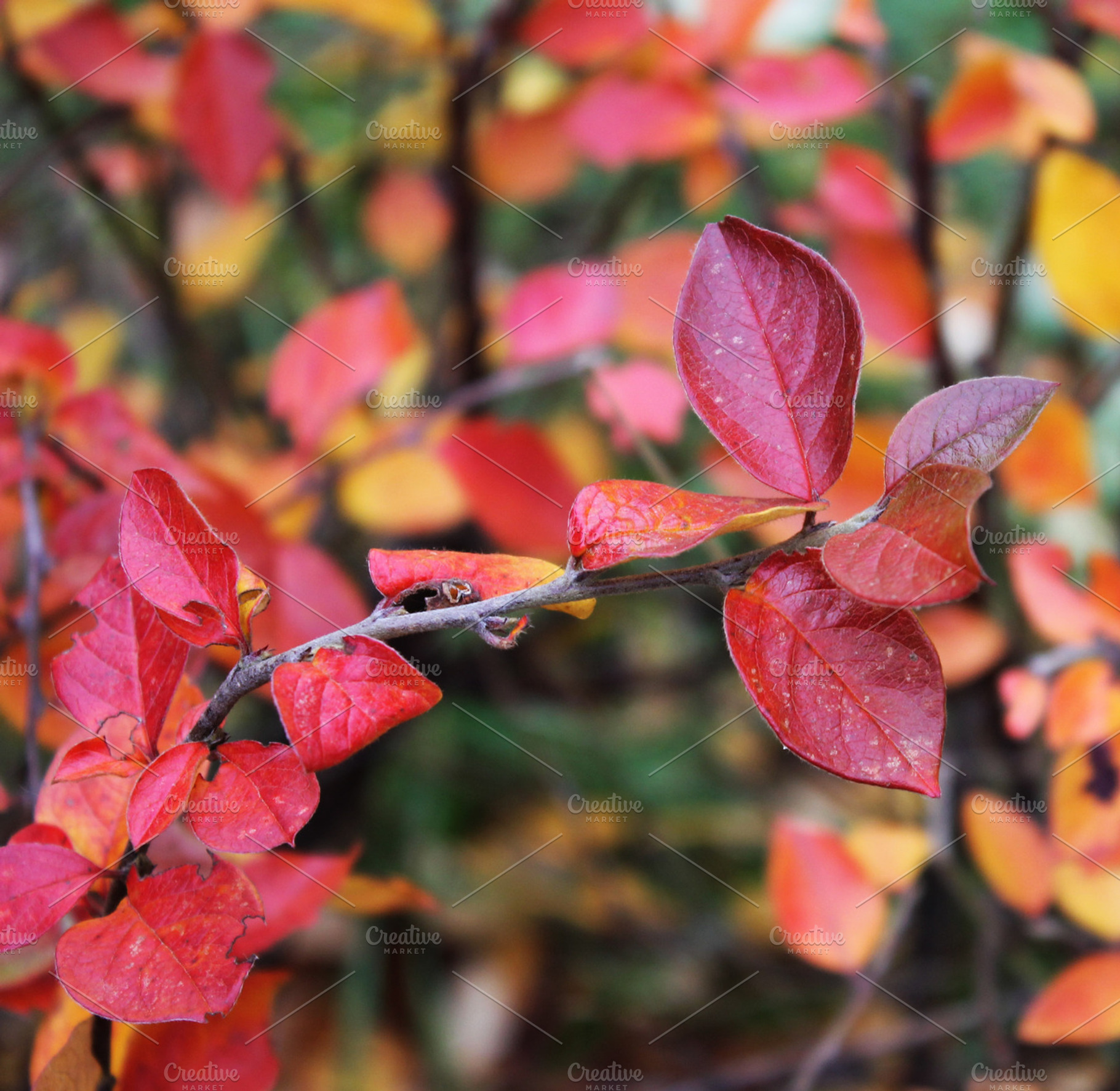 Autumn branch stock photo containing agriculture and autumn
