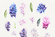 Romantic Hyacinths, an Illustration by Olga Koelsch (Thumbnail 5 of 7)