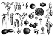 Vegetables Vintage Illustrations, an Illustration by hypegraphic (Thumbnail 2 of 4)